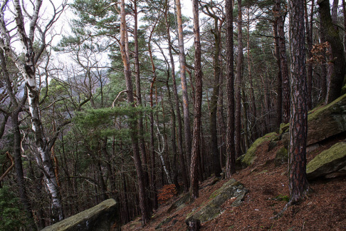 Winter Forest 1 HDR by drefsmichael on Flickr.