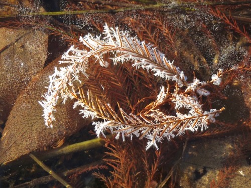 geopsych - Dawn sequoia needles frosted.