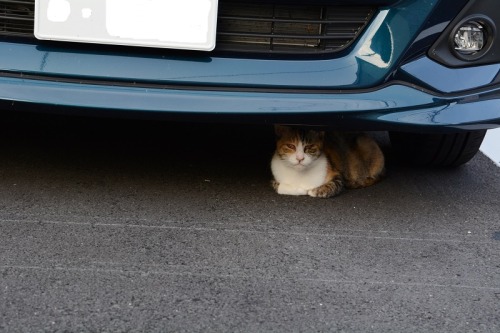 tomo-ban:  落ち着き払ってる車の下のコ　#neko　#猫　#cat