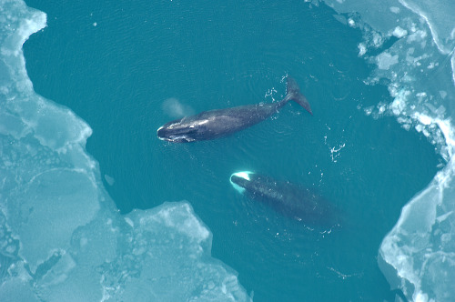 freedomforwhales-blog - Bowhead Whales are some of the longest...