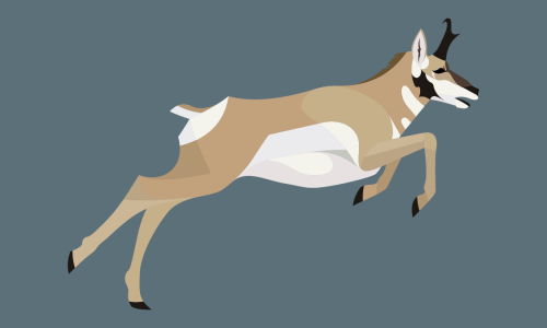  Antilocapra americana - Pronghorn