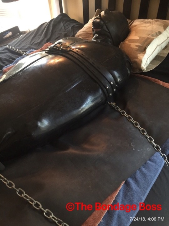 thebondageboss:  Tuesday, July 24 - Canadian pig in Bondage The pig is sealed in a rubber sleepsack with neoprene hood and neoprene tube gag. The pig is still in chastity and plugged with the electro plug. Three belts hold the pig in place and prevent
