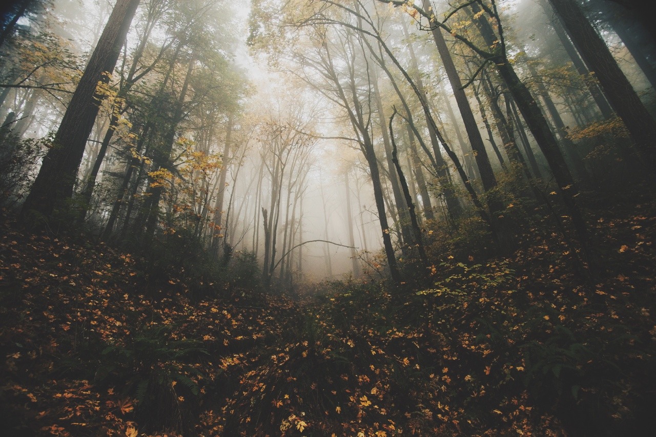 spudthesoundguy:Are we out of the woods yet? Portland, Oregon. November 7th 2014