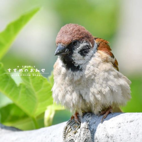 ちょいとひとやすみ #ちゅん活 #スズメ #sparrow #写真 #photo #photography #癒やし #healing#cutebird #instagramjapan #bird