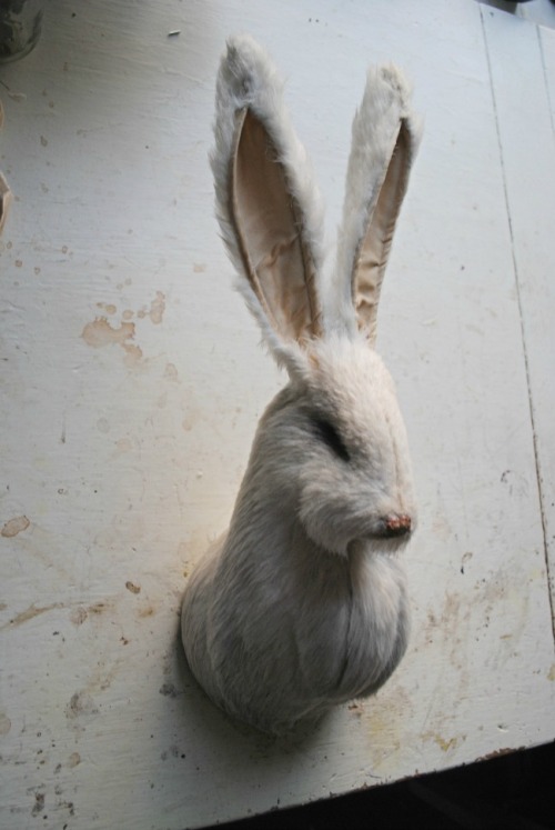 XXX ohmisterfinch:  Wall hare By Mister Finch……….made photo