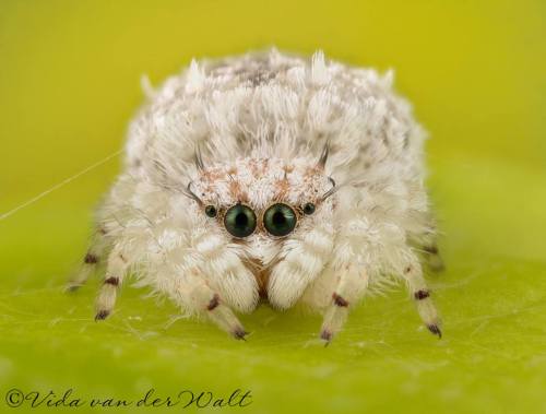 soranmbane: spiders-spiders-spiders: Vida Van Der Walt I’ve seen some fuzzy jumping spiders