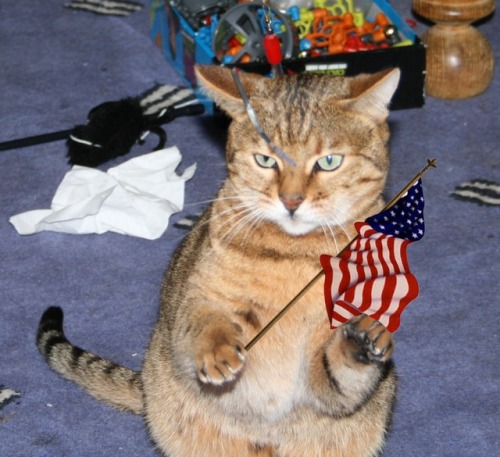 coolcatgroup: Happy 4th of July everyone!! I hope y'all have a good and safe one!!