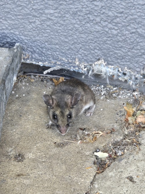 Posting Old Animal/bug Photos Until I See New Ones