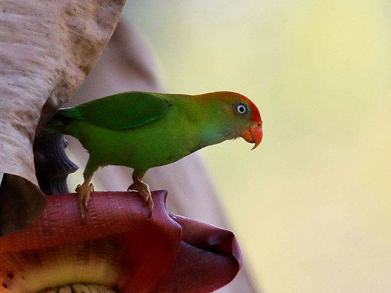 astronomy-to-zoology:
“  Sri Lanka Hanging Parrot (Loriculus beryllinus) …a small species of hanging parrot (Loriculus spp.) which is an endemic resident breeder in Sri Lanka. Sri Lanka hanging parrots are birds of open forests, spending almost all...