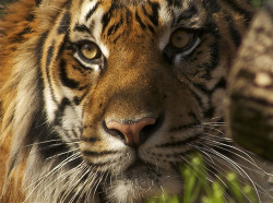 animals-animals-animals:  Tiger (by ucumari)