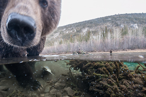 hot-to-squat:  yellowcurvyfruit:  Oh hay guys I’m just a bear doin bear things