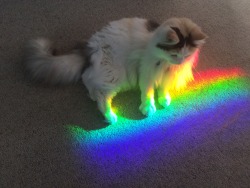 lastlips:  zackshah:  this is the rainbow cat, retweet for good luck in your gay relationships   Kityyyy