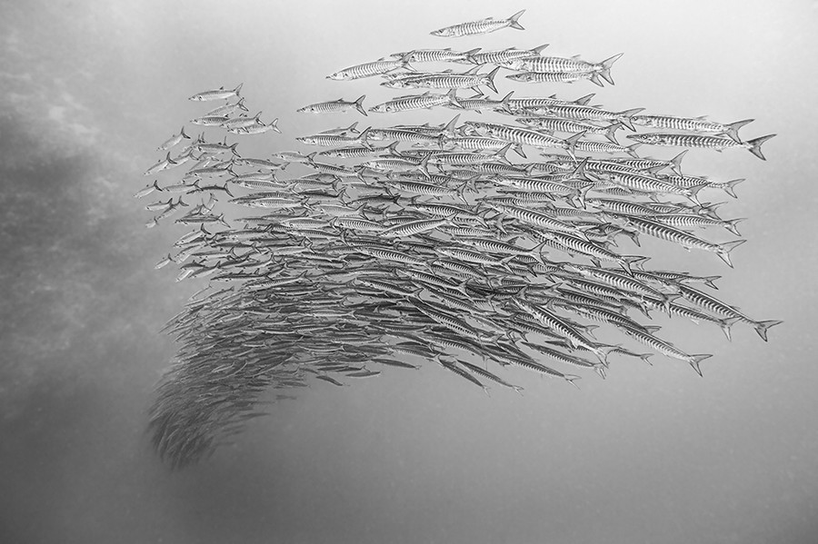 lifeunderthewaves:  Barracuda Vortex by mpcolley schooling barracuda 