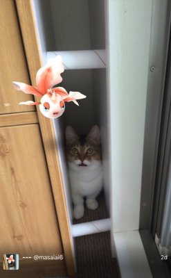 jigglypuffsvevo:  i think cats can see pokemon 