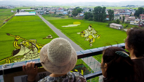 The town of Inakadate in Japan has been making decorative rice plantations for 20 years now. This sm