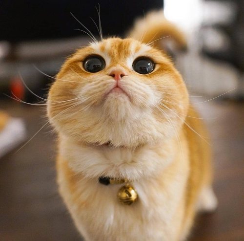 justcatposts:  Fluffy face 😍 (via)