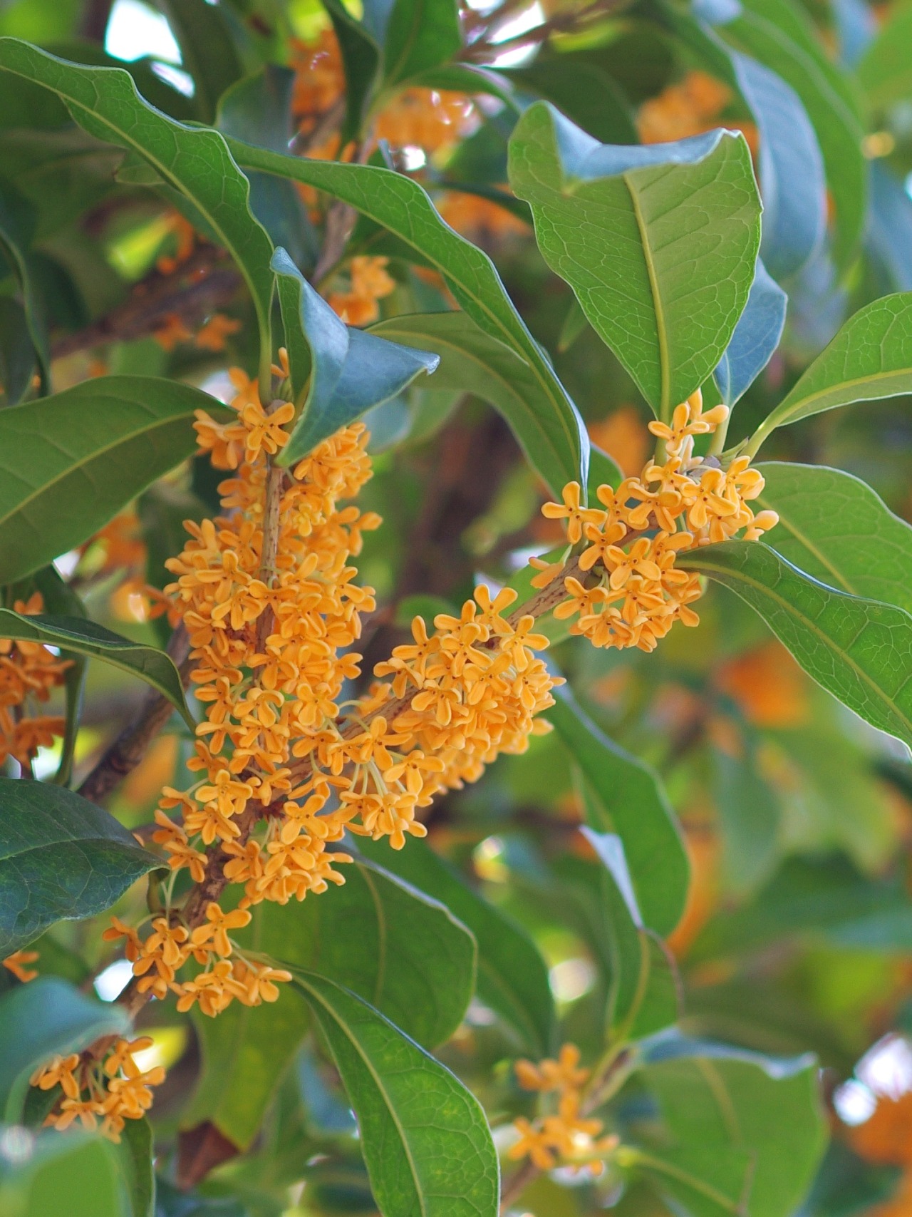 Osmanthus Fragrans Tumblr Posts Tumbral Com