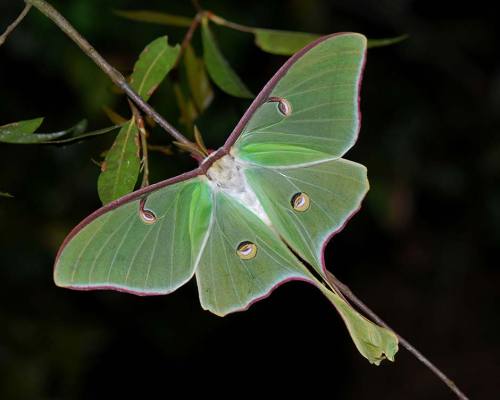 Moth Of The Week