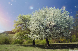 photocosma:  Blooming trees, 2015   © PhotoCosmahttp://photocosma.net/    