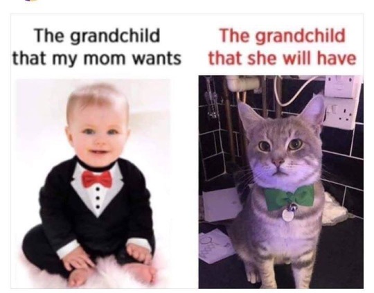 cat-memes-only: 