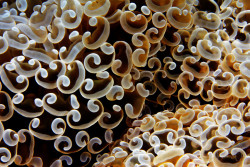 lifeunderthewaves:  Coral Close-Up by wiker