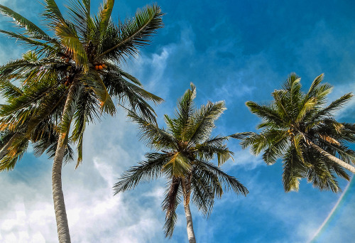 2seeitall:Palms, palms, palms