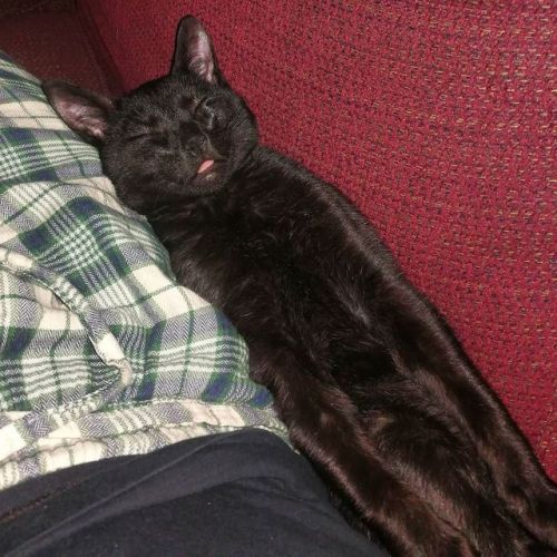 Pantalaimon in repose. . . . . . . #cats #catsofinstagram #rescuekitty #blackcats #derpycat #sleep h