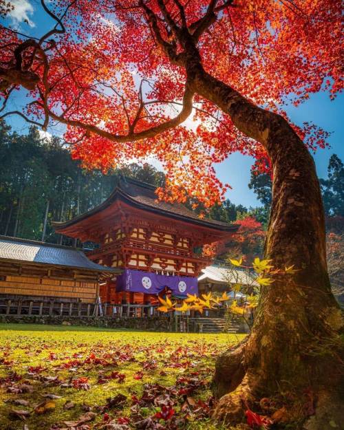 legendary-scholar:  Niutsuhime Shrine in