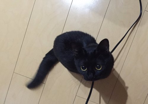 justcatposts:  they say crossing a black