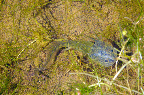 larval tiger salamander a (Ambystoma californiense)Contra Costa county CA March 2015 / ZS40 /