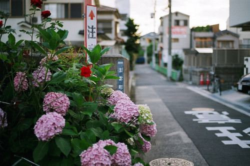 novemberschopin: Flower by yasu19_67 on Flickr.