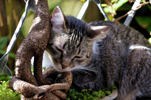 Feline dormindo no Bonsai (Shorthair Brazilian Cat) (by Valter França)