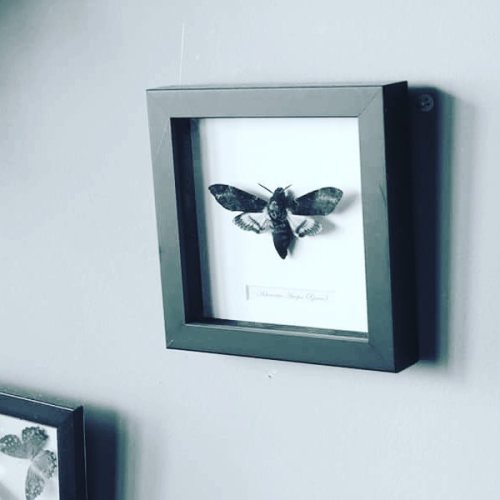 #7daychallenge #blackandwhite #photography #moth #home #arkansas