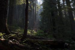 amandakaynorman:Mount Baker National Forest