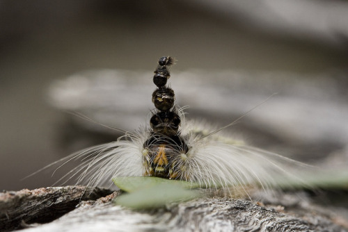 MAD HATTERPILLAR(Uraba lugens) Nuytsia@Tas, 2009. “Totempole head - Uraba lugens”South Arm, Tasmania