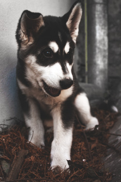 envyavenue:  Smilin’ Husky