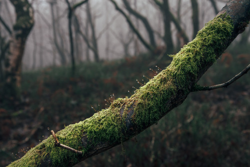 ardley:Perspectives on a WoodlandPhotographed by Freddie Ardley