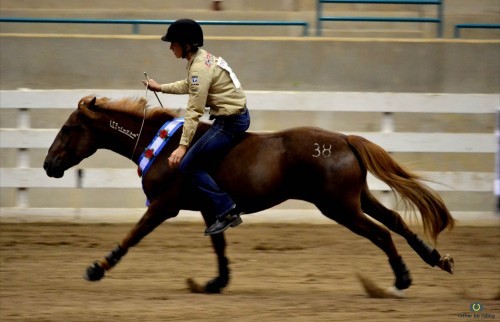 equine-awareness:  Save a Life, Adopt a Mustang!Every year, massive amounts of wild