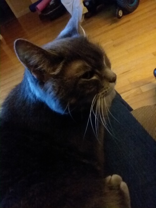 allthegoodnamesargone:So my friend’s cat died a few months ago, and I think everyone should se