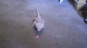 clayorey:  A collection of animals chasing laser pointers, featuring…