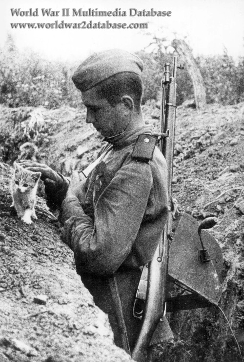 Soviet soldier with kitten, World War II.www.worldwar2database.com/gallery/wwii0257