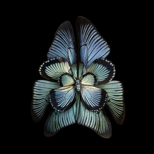 classicalbombshell:jedavu:Blooms of Insect Wings Created by Photographer Seb Janiak@asteria-of-mars 