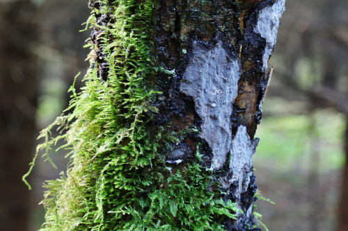 Peniophora cinerea by miketaylor11 on Flickr.