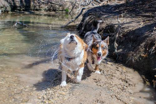 emmathebean:teslacardi:  Yesterday miss emmathebean and I went hiking and swimming at a nature preserve.  We got super muddy and were able to clean off in the creeks!  Super thankful that emma’s mom took pictures of me!  Hope we can do it again but