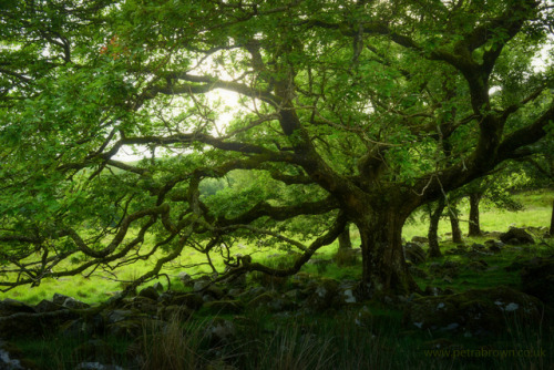 mydododied:Branching out
