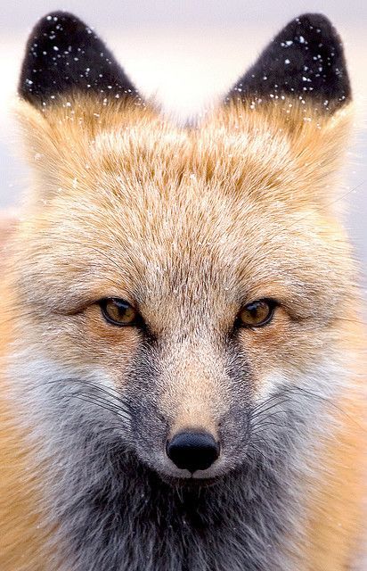 earthlynation:  Rocky Mountain Fox. Photo by HoldensPhotos