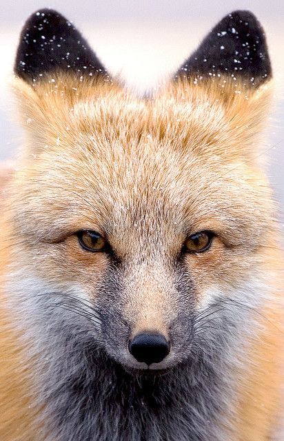 earthlynation:  Rocky Mountain Fox. Photo porn pictures