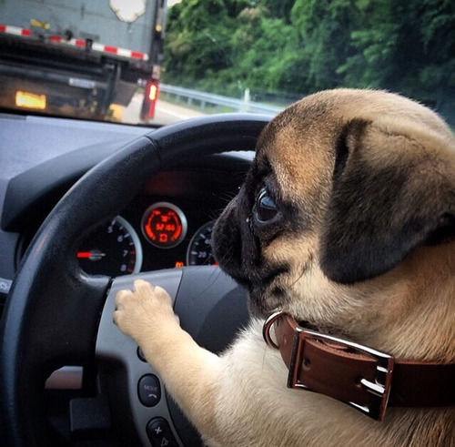 n-ooky:  buttholehunter:  n-ooky  OHMYYGOD DA PUGGIE PUPPEH IS DRIVINGG NAAAAWWWWWW  I’ve got this so were to human?? So cute my pug would so stand like this whilst I was driving if I let her lol.