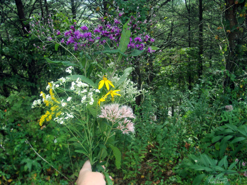 hvllucinvtion: plantsyi: rad and really fun nature/plant blog mother natures blog