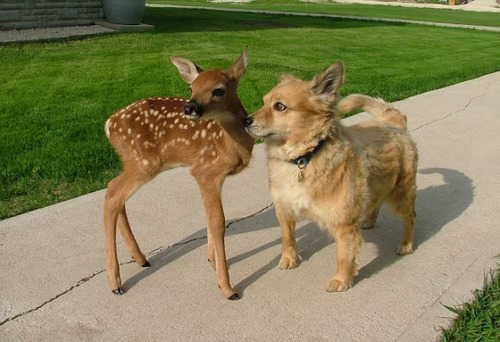 glowcloud:this a strange dog, why this dog the same size as me (a dog), but not smell like dog???? n